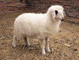 Lamb